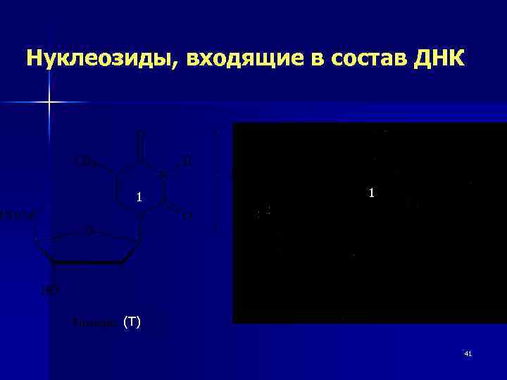 Нуклеозиды, входящие в состав ДНК 1 1 (T) 41 