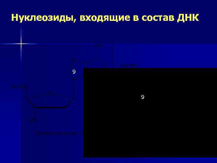 Нуклеозиды, входящие в состав ДНК 9 9 42 