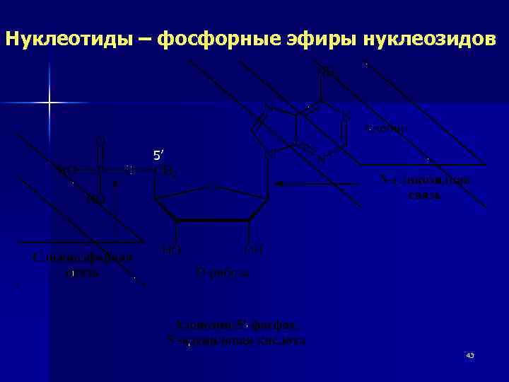 Нуклеотиды – фосфорные эфиры нуклеозидов 5’ 43 