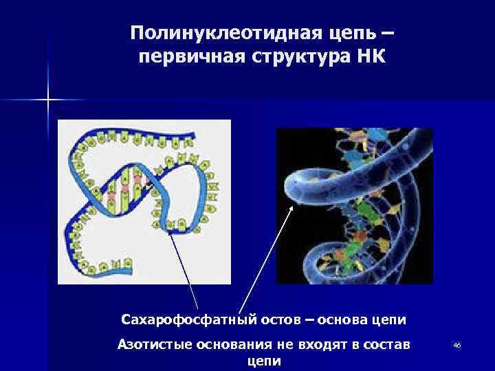 Полинуклеотидная цепь – первичная структура НК Сахарофосфатный остов – основа цепи Азотистые основания не