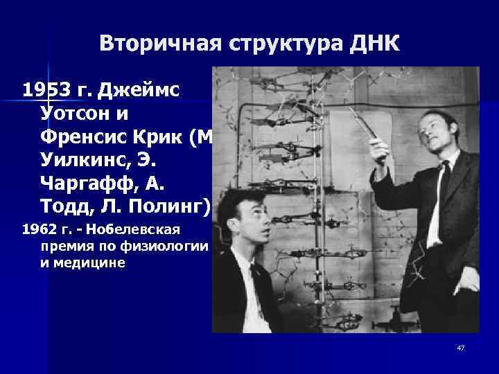 Вторичная структура ДНК 1953 г. Джеймс Уотсон и Френсис Крик (М. Уилкинс, Э. Чаргафф,