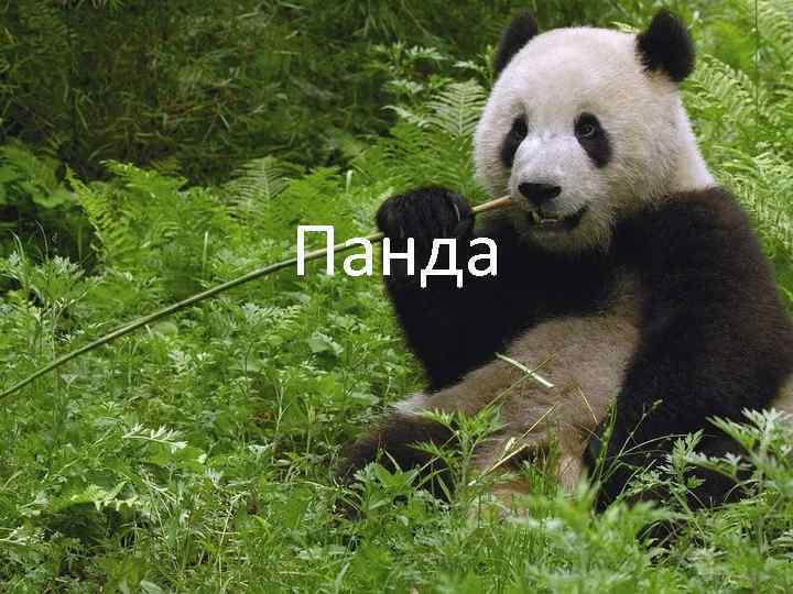 Панда 