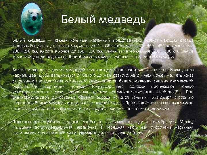 Белый медведь — самый крупный наземный представитель млекопитающих отряда хищных. Его длина достигает 3