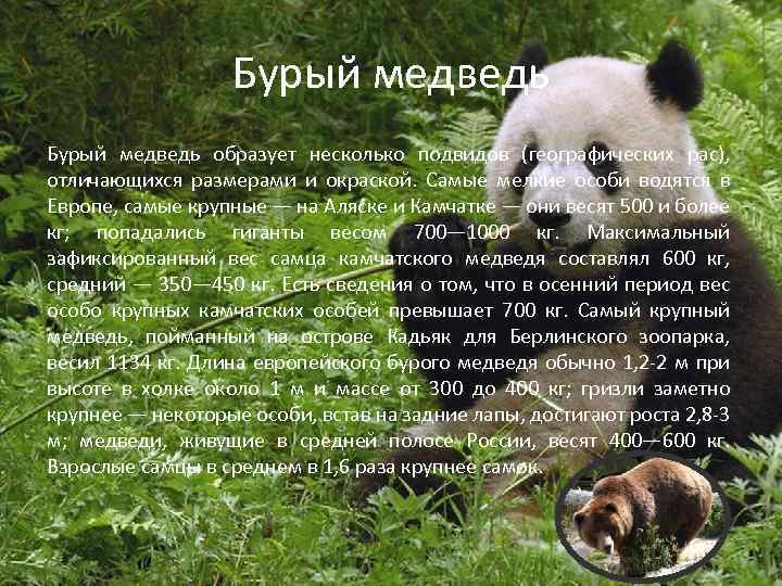 Бурый медведь образует несколько подвидов (географических рас), отличающихся размерами и окраской. Самые мелкие особи