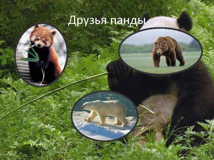 Друзья панды 