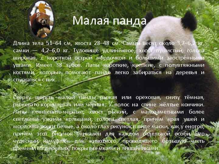 Малая панда Длина тела 51– 64 см, хвоста 28– 48 см. Самцы весят около