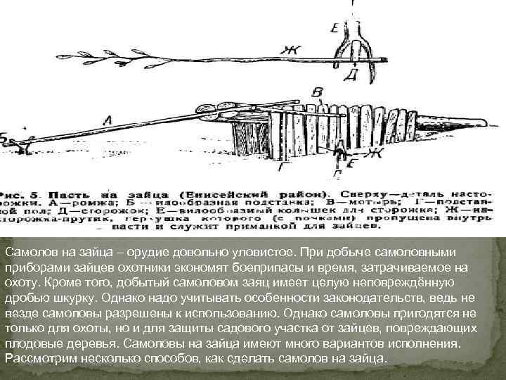  Самолов на зайца – орудие довольно уловистое. При добыче самоловными приборами зайцев охотники