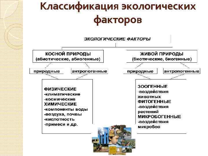 Классификация факторов. Классификация экологических факторов. Факторы окружающей среды гигиена. Классификация экологических факторов среды. Классификация гигиенических экологических факторов.