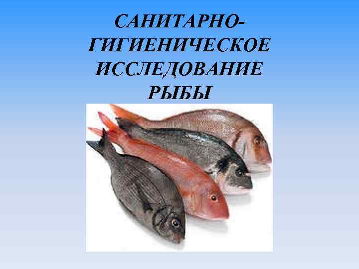 Исследование рыбы. Санитарная оценка рыбы. Санитарное исследование рыбы. Санитарное исследование рыбы презентация.