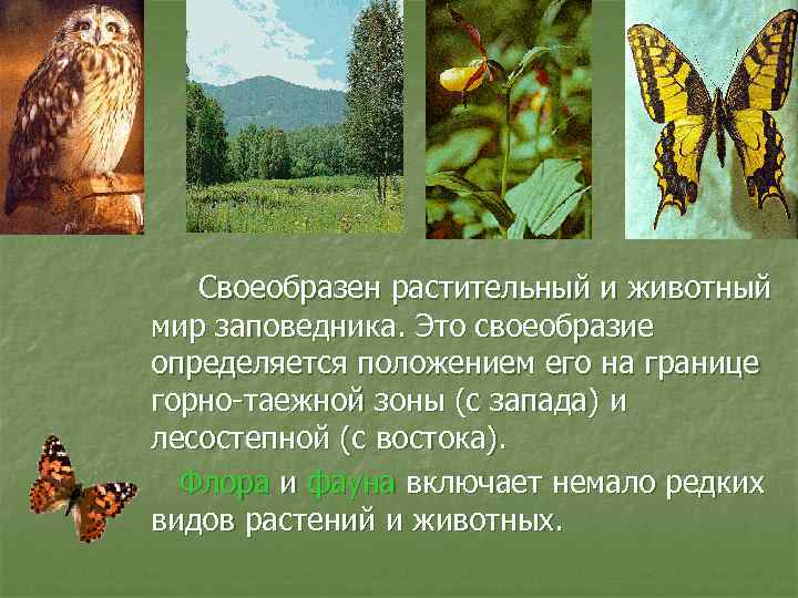 Своеобразен растительный и животный мир заповедника. Это своеобразие определяется положением его на границе горно-таежной