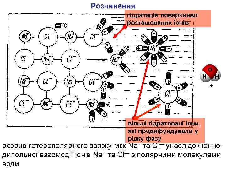 Розчинення гідратація поверхнево розташованих іонів — O H H + вільні гідратовані іони, які