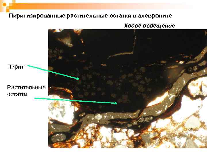 Пиритизированные растительные остатки в алевролите Косое освещение Пирит Растительные остатки 