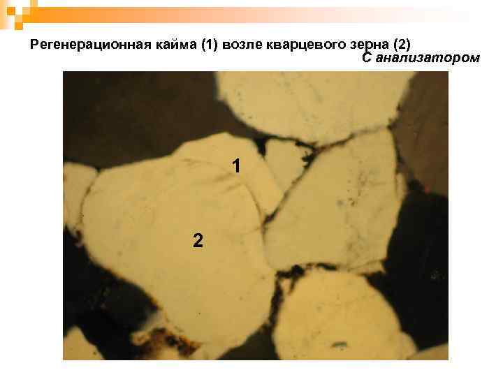 Регенерационная кайма (1) возле кварцевого зерна (2) С анализатором 1 2 
