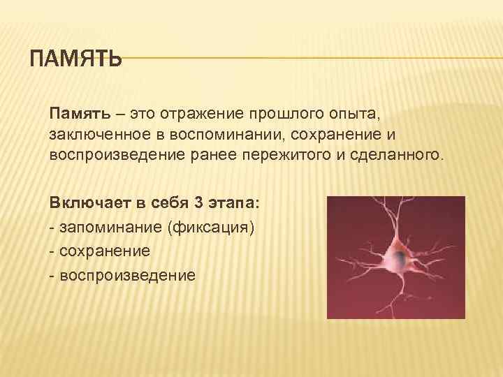 ПАМЯТЬ Память – это отражение прошлого опыта, заключенное в воспоминании, сохранение и воспроизведение ранее