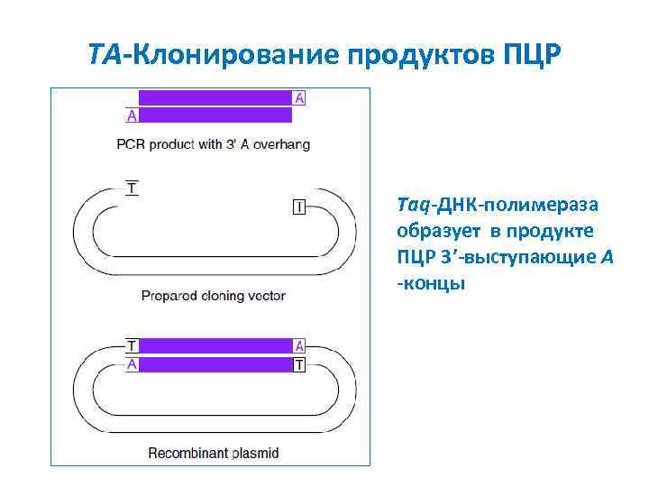 TA-Клонирование продуктов ПЦР Taq-ДНК-полимераза образует в продукте ПЦР 3’-выступающие A -концы 