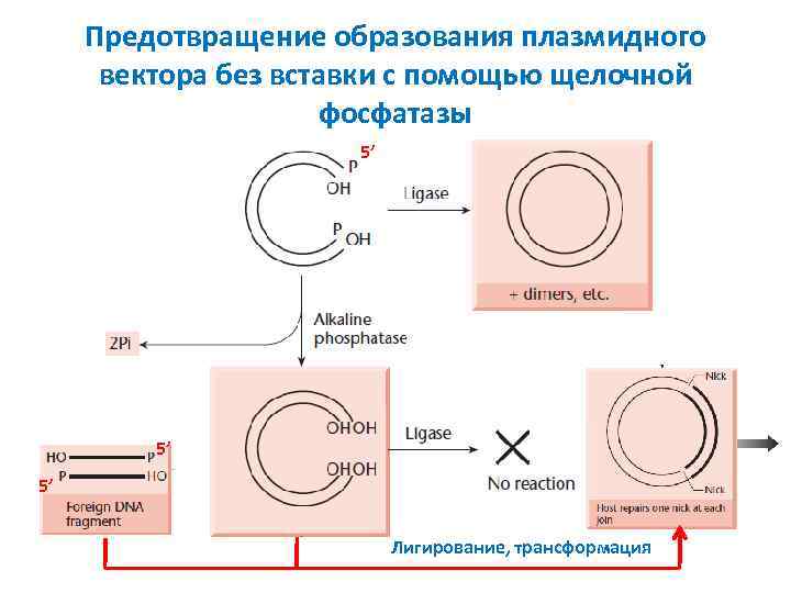 Предотвращение образования плазмидного вектора без вставки с помощью щелочной фосфатазы 5’ 5’ 5’ Лигирование,