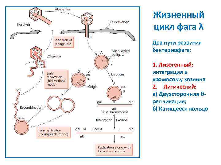 Жизненный цикл фага λ Два пути развития бактериофага: 1. Лизогенный: интеграция в хромосому хозяина