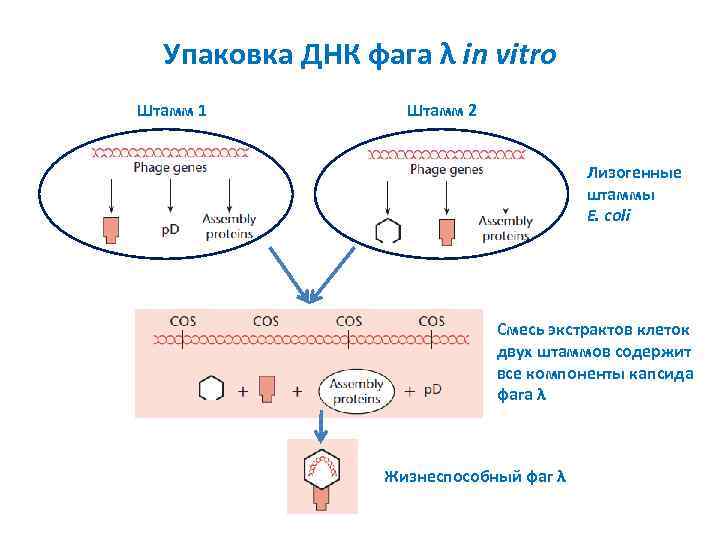 Упаковка ДНК фага λ in vitro Штамм 1 Штамм 2 Лизогенные штаммы E. coli