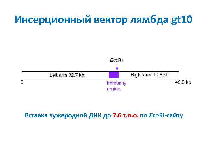 Инсерционный вектор лямбда gt 10 Вставка чужеродной ДНК до 7. 6 т. п. о.