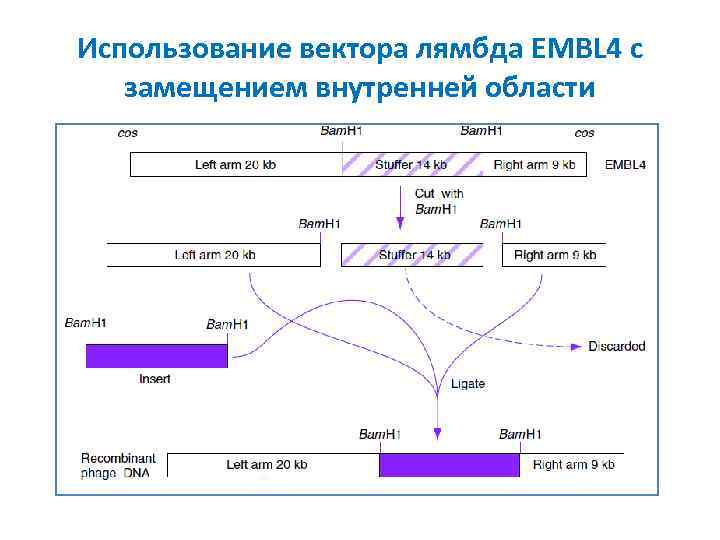 Использование вектора лямбда EMBL 4 с замещением внутренней области 