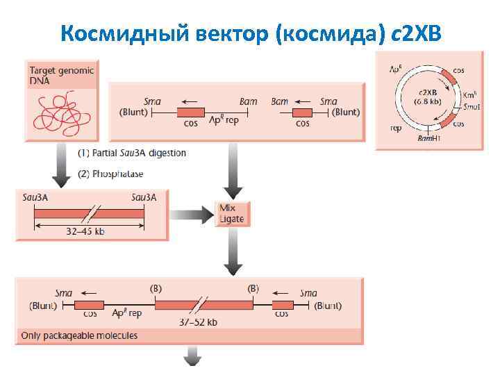 Космидный вектор (космида) с2 XB 