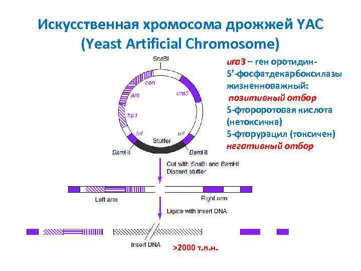 Искусственная хромосома дрожжей YAC (Yeast Artificial Chromosome) ura 3 – ген оротидин 5’-фосфатдекарбоксилазы жизненноважный: