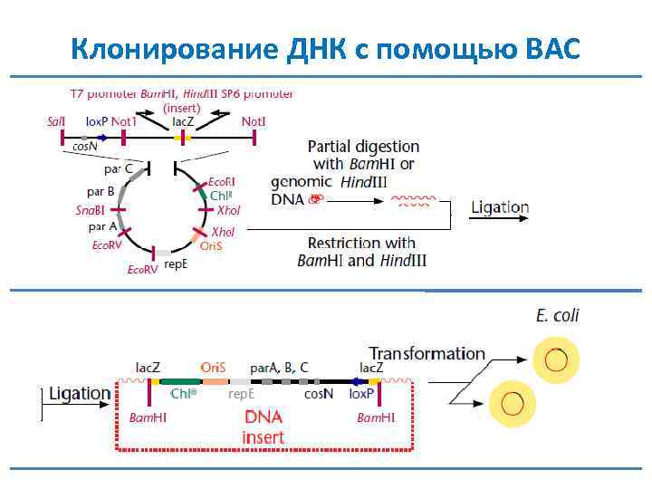 Клонирование ДНК с помощью BAC 