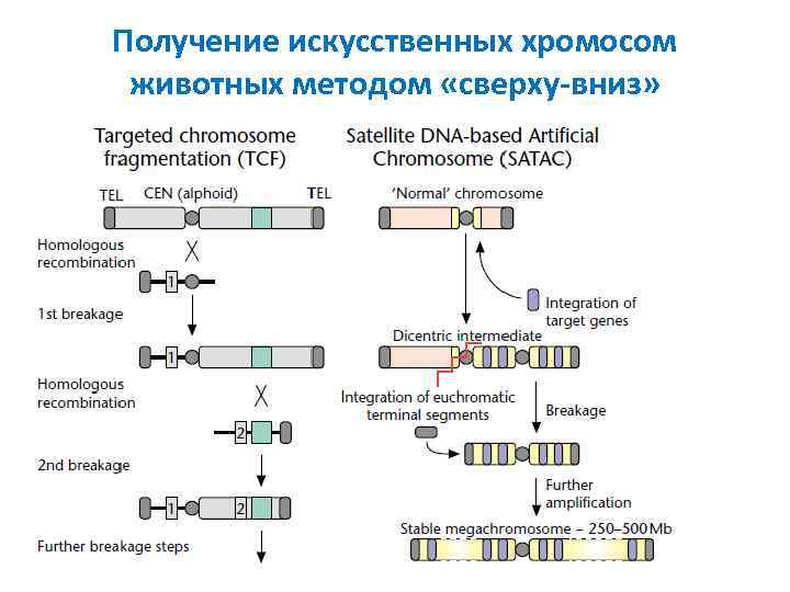 Общая блок схема распознавания хромосом