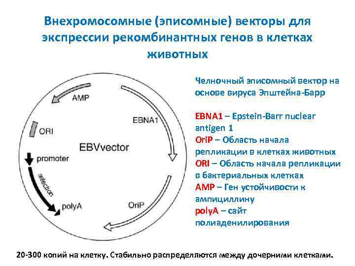 Внехромосомные (эписомные) векторы для экспрессии рекомбинантных генов в клетках животных Челночный эписомный вектор на
