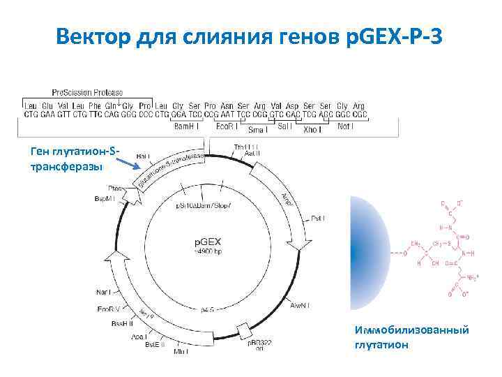 Вектор для слияния генов p. GEX-P-3 Ген глутатион-Sтрансферазы Иммобилизованный глутатион 