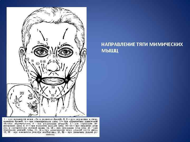 НАПРАВЛЕНИЕ ТЯГИ МИМИЧЕСКИХ МЫШЦ 