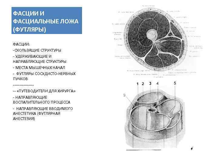 ФАСЦИИ И ФАСЦИАЛЬНЫЕ ЛОЖА (ФУТЛЯРЫ) ФАСЦИИ: -СКОЛЬЗЯЩИЕ СТРУКТУРЫ - УДЕРЖИВАЮЩИЕ И НАПРАВЛЯЮЩИЕ СТРУКТУРЫ -