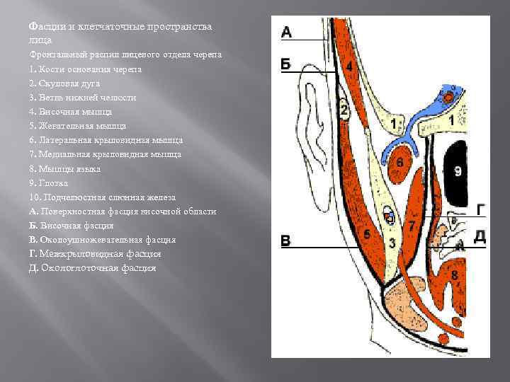 Фасции и клетчаточные пространства лица Фронтальный распил лицевого отдела черепа 1. Кости основания черепа