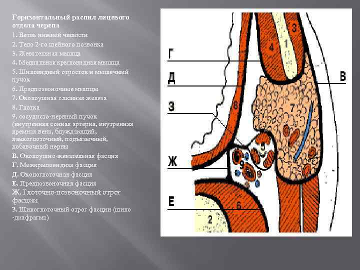 Горизонтальный распил лицевого отдела черепа 1. Ветвь нижней челюсти 2. Тело 2 -го шейного