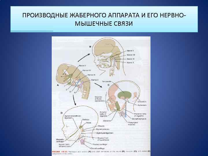 ПРОИЗВОДНЫЕ ЖАБЕРНОГО АППАРАТА И ЕГО НЕРВНОМЫШЕЧНЫЕ СВЯЗИ 