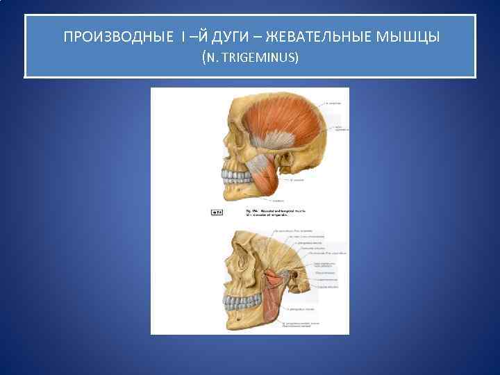 ПРОИЗВОДНЫЕ I –Й ДУГИ – ЖЕВАТЕЛЬНЫЕ МЫШЦЫ (N. TRIGEMINUS) 