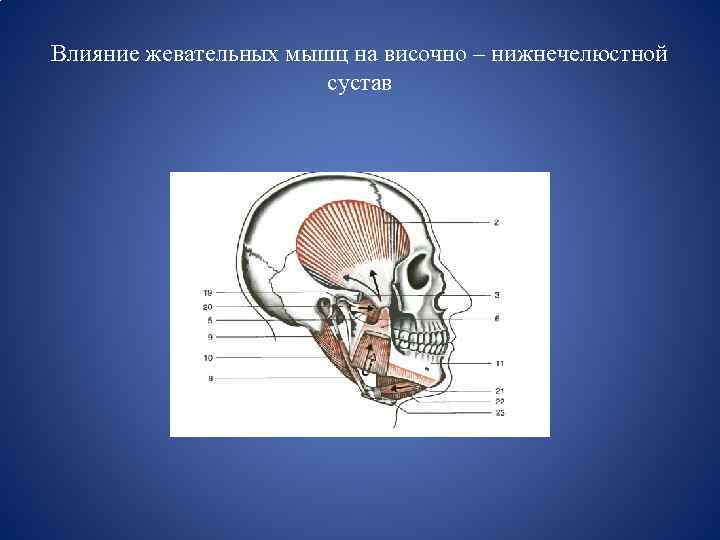 Влияние жевательных мышц на височно – нижнечелюстной сустав 