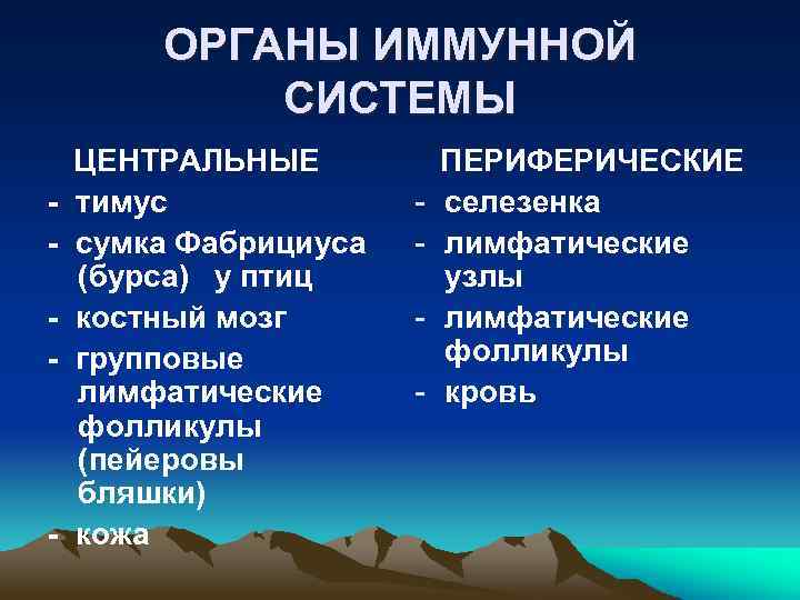 ОРГАНЫ ИММУННОЙ СИСТЕМЫ - - ЦЕНТРАЛЬНЫЕ тимус сумка Фабрициуса (бурса) у птиц костный мозг