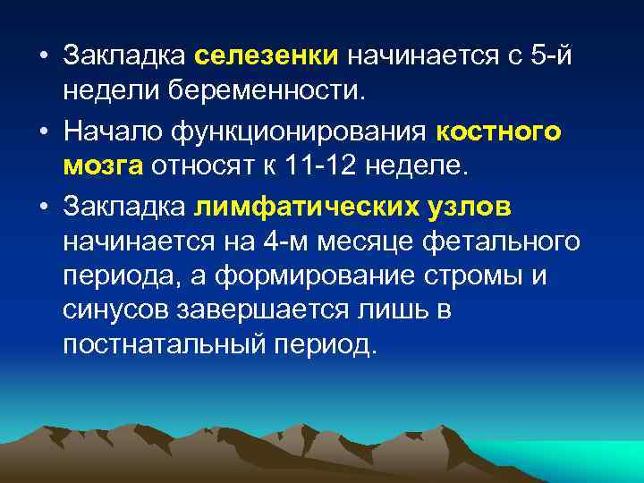  • Закладка селезенки начинается с 5 -й недели беременности. • Начало функционирования костного