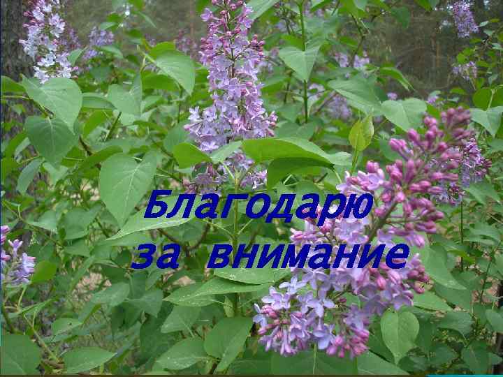 Благодарю за внимание 