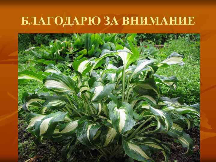 БЛАГОДАРЮ ЗА ВНИМАНИЕ 