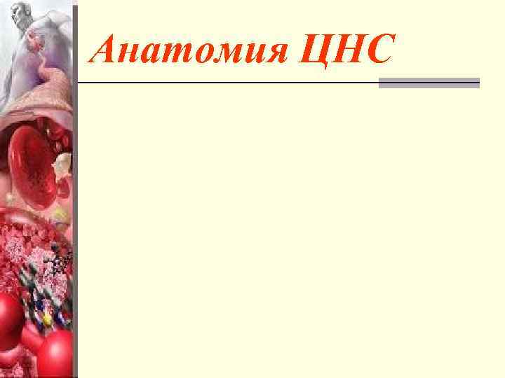 Анатомия ЦНС 