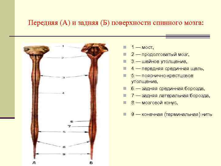 Передняя (А) и задняя (Б) поверхности спинного мозга: n 1 — мост, 2 —