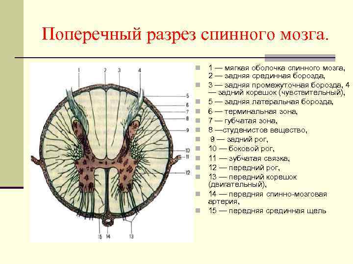 Поперечный разрез спинного мозга. n n n n 1 — мягкая оболочка спинного мозга,