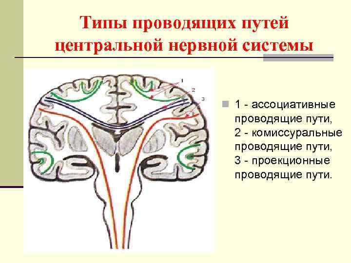 Типы проводящих путей центральной нервной системы n 1 ассоциативные проводящие пути, 2 комиссуральные проводящие