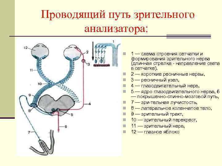 Проводящие пути анатомия схема