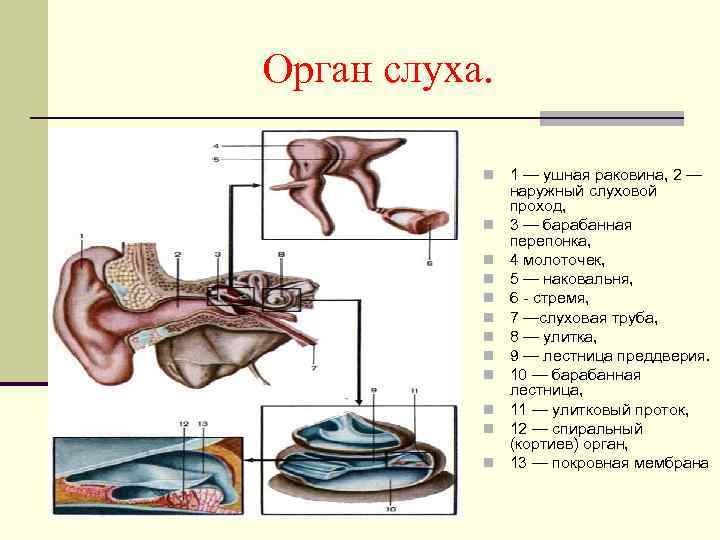 Орган слуха. n n n 1 — ушная раковина, 2 — наружный слуховой проход,