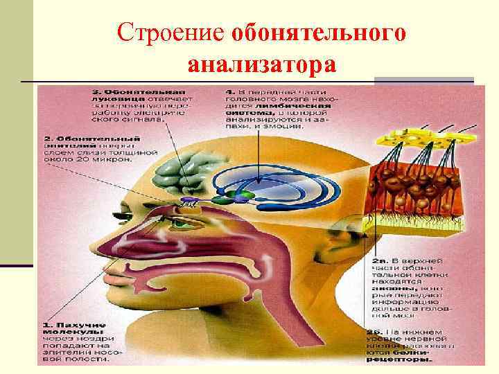 Строение обонятельного анализатора 