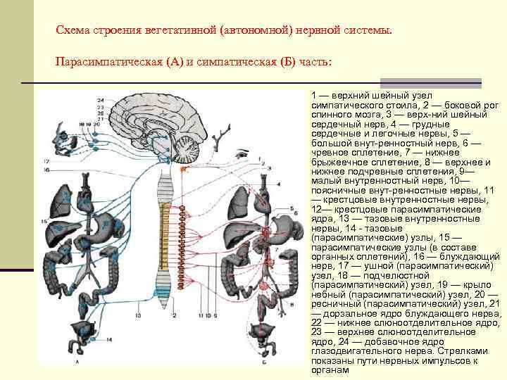 Схема строения вегетативной (автономной) нервной системы. Парасимпатическая (А) и симпатическая (Б) часть: n 1