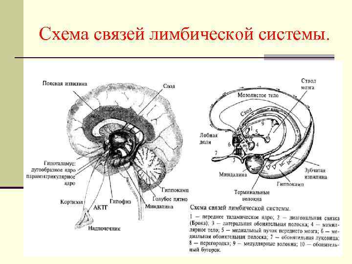 Схема связей лимбической системы. 